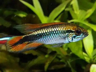 Apistogramma agassizii