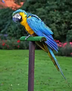 Sola arao en Weltvogelpark Walsrode, Germanio