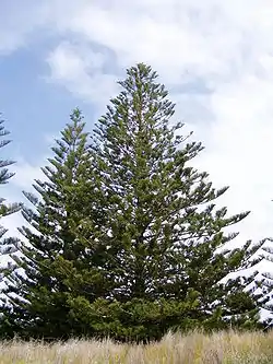 Arboj de pinofita specio: Araucaria heterophylla (Araucariaceae)