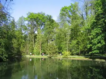 Arboj ĉirkaŭ lago.