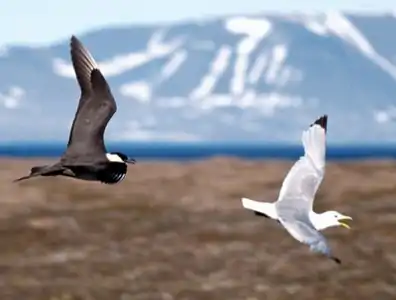 Arkta rabmevo ĉasanta Trifingran mevon ĉe Svalbard