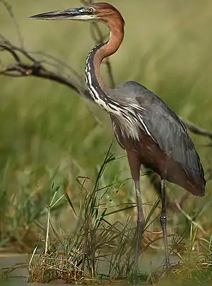 Goliata ardeo, en Lago Baringo, Kenjo