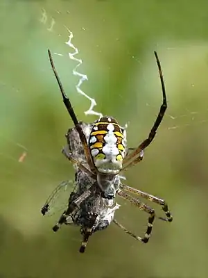 Argiope catenulata