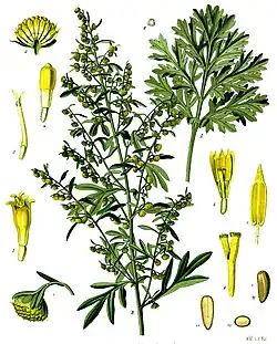 Artemisia absinthium