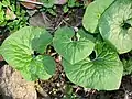 Asarum canadense