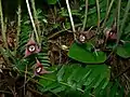 Asarum caudatum