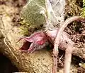 Asarum europaeum