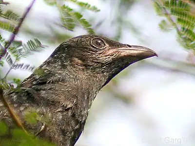 Nematurulo en Kolkato, Okcidenta Bengalo, Barato.