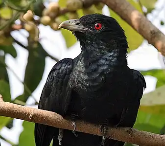 Masklo en Kolkato, Okcidenta Bengalo, Barato.