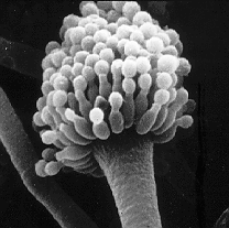 Aspergillus fumigatus