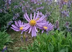 Aster alpinus (alpa astero)