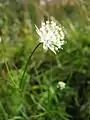 Malgranda astrantio (Astrantia minor), floro