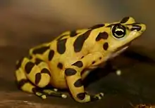 Atelopus zeteki01b.jpg