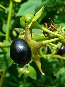 Beladono (Atropa belladonna), el la familio de la solanacoj, produktas interalie atropinon, kiu estas antagonisto sur la muskarinaj ricevantoj