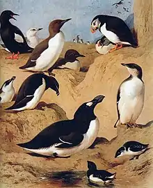 Auks.jpg