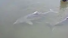 Australian humpback dolphins, Tin Can Bay, 2016.jpg