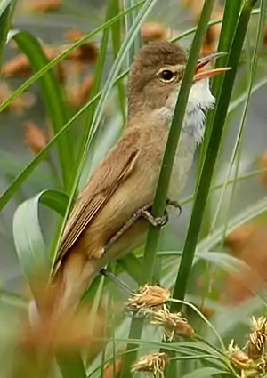 Aŭstrala kanbirdo, Acrocephalus australis