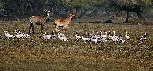 Bharatpur, Raĝastano, Barato