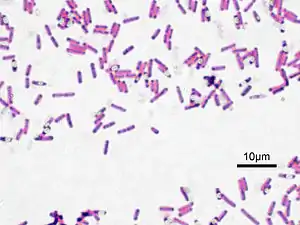 Bacillus subtilis