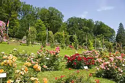 Rozoĝardeno en Baden-Baden