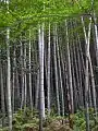 Bambuaro (de Phyllostachys edulis) en Kamakura, Japanio