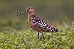 Limosa lapponica, Finland