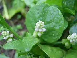 blanka bazelo (Basella alba)