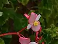 Begonia minor