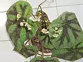 Begonia masoniana