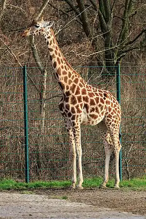 Ĝirafo en Berlina zoo