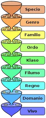 La niveloj de la biologia klasiga sistemo.