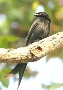 Nigra drongo