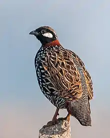 Black Francolin (27764995243).jpg