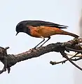 Masklo de Phoenicurus ochruros rufiventris en Bhopal, Madja Pradeŝo, Barato.