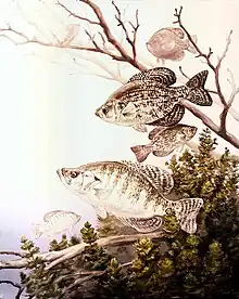 Black crappie and white crappie fish.jpg