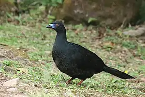 Nigra jakuo