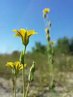 Blackstonia acuminata