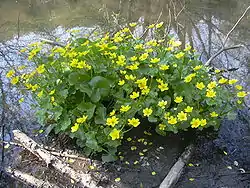 Marĉa kalto, Caltha palustris