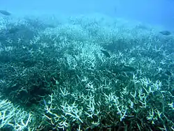 Underwater photograph of branching coral that is bleached white