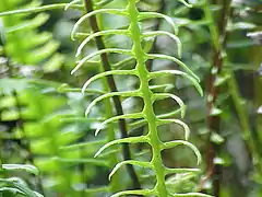 Blechnum spicant