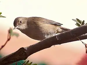 ĉe Nova Aliporo en Kalkato, Okcidenta Bengalo, Barato. Parta kanto en vintrejo