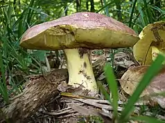 Boletus regius