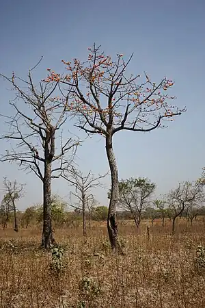 Savana bombako en burkinaj terenoj