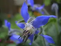 Borago.