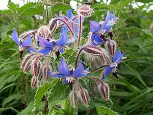 oficina borago (Borago officinalis)