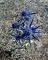 Ametista eringio (Eryngium amethystinum)