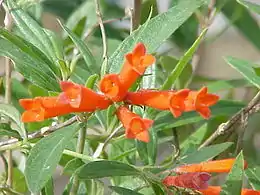 Bouvardia ternifolia