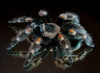 Brachypelma smithi