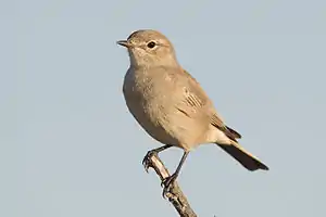 Malhela bradorno