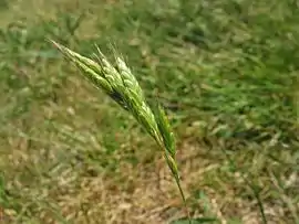 Bromus hordeaceus